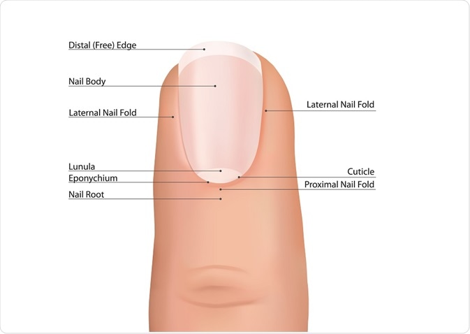 5. One Finger Nail Designs for Long Nails - wide 5